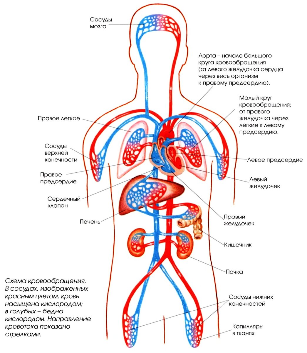 Схема кровообращения сердца человека