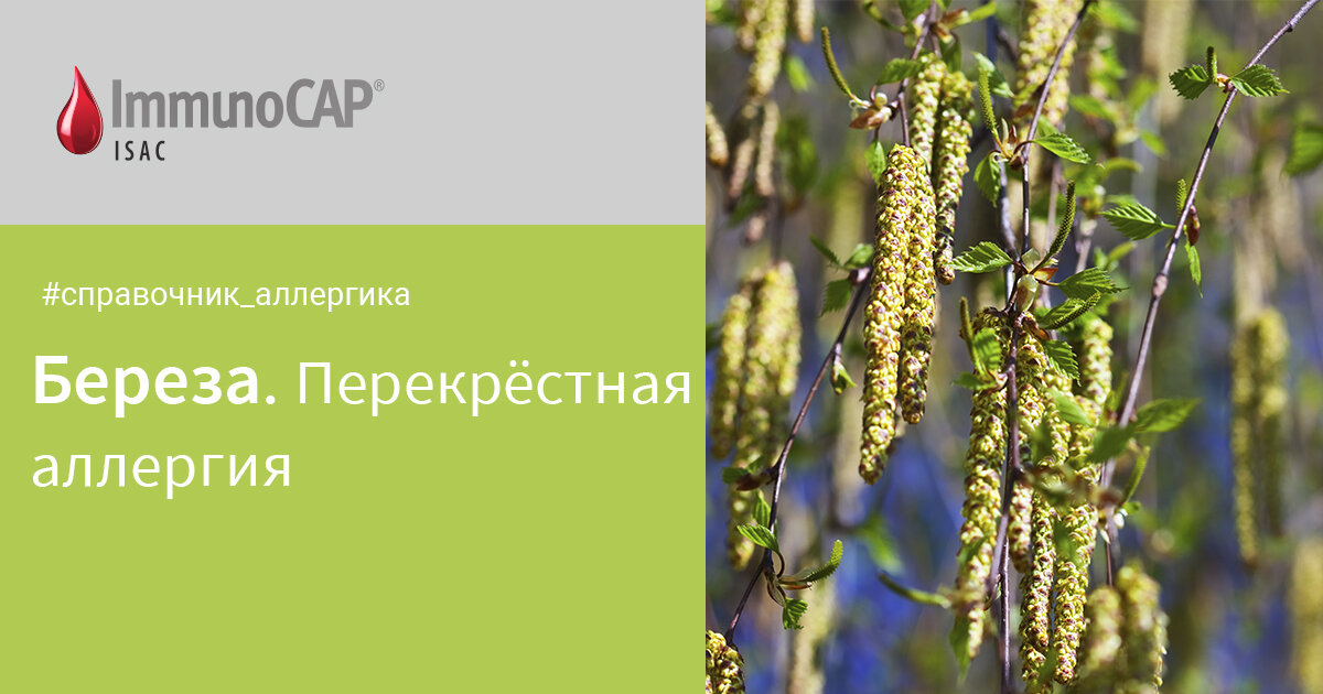 перекрестные аллергены таблица. перекрестные аллергены таблица. аллерген молекула. пыльца березы структура белка. перекрест с березой.