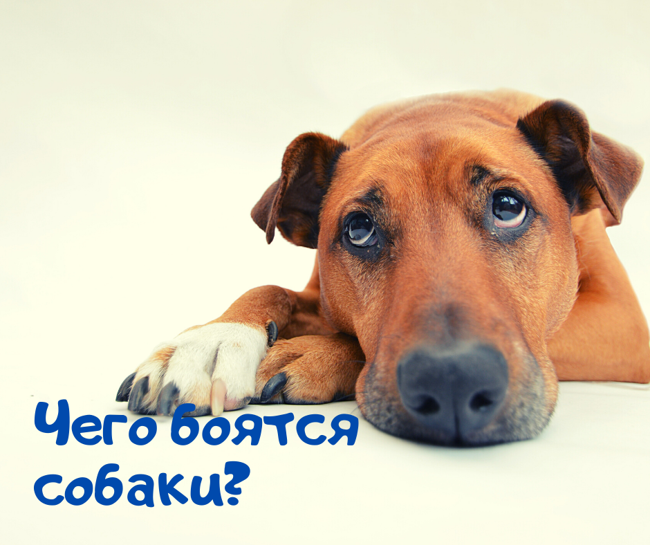 чего боятся собаки