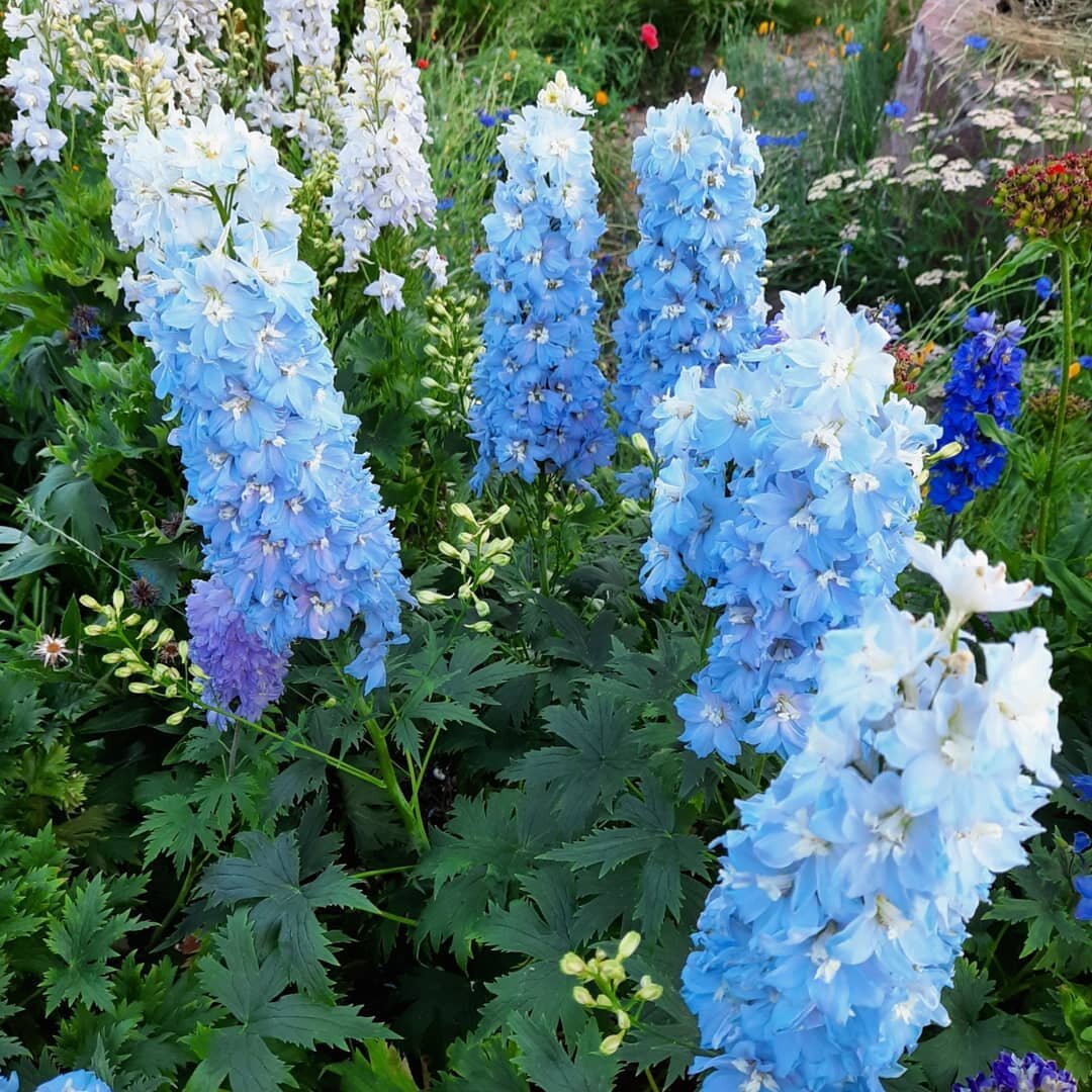 Мои дельфиниумы 2020 года (фото автора)