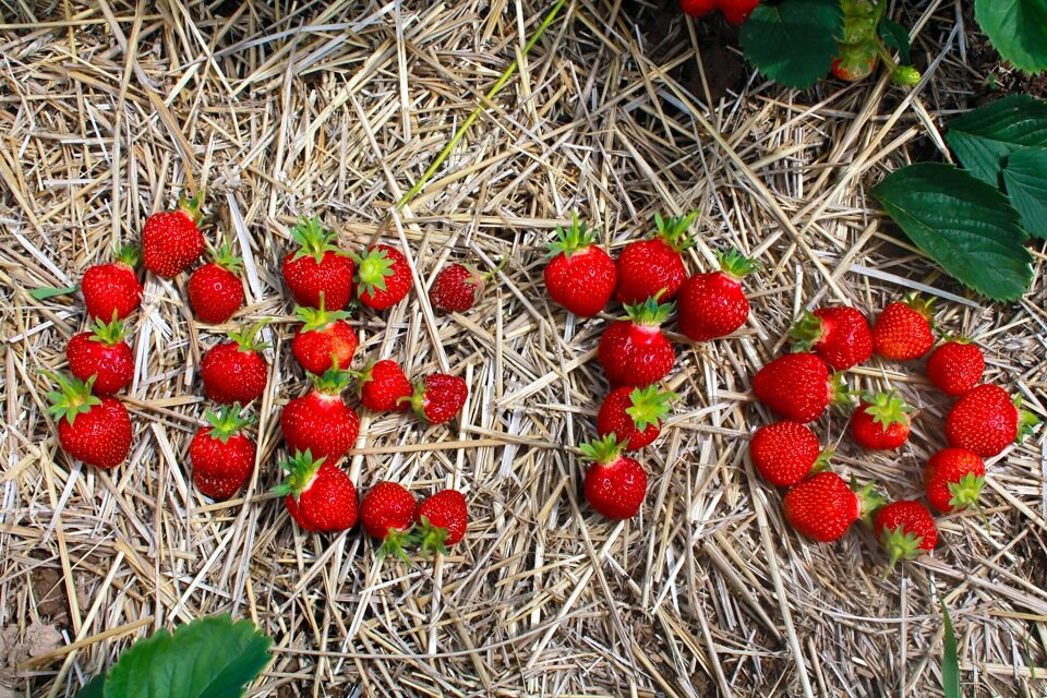 Фото источника Яндекс.картинки в свободном доступе