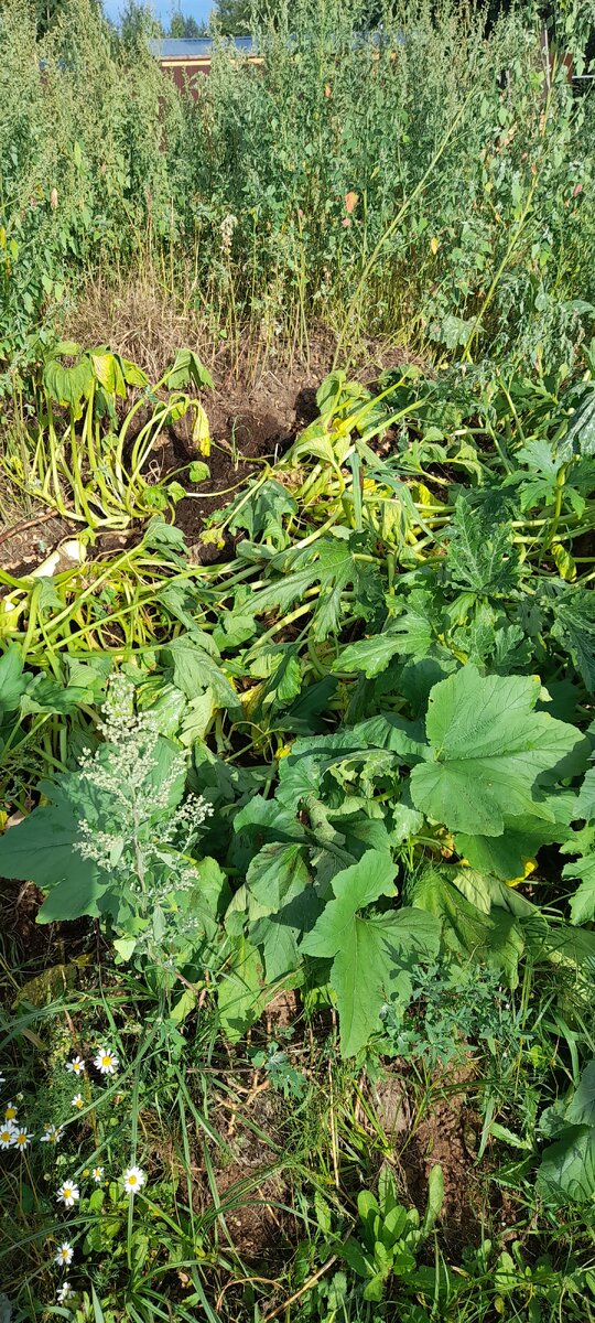 Это грядки с кабачками. Когда уезжала, листья были зелёные и весёлые. Фотографировала уже после полива.
