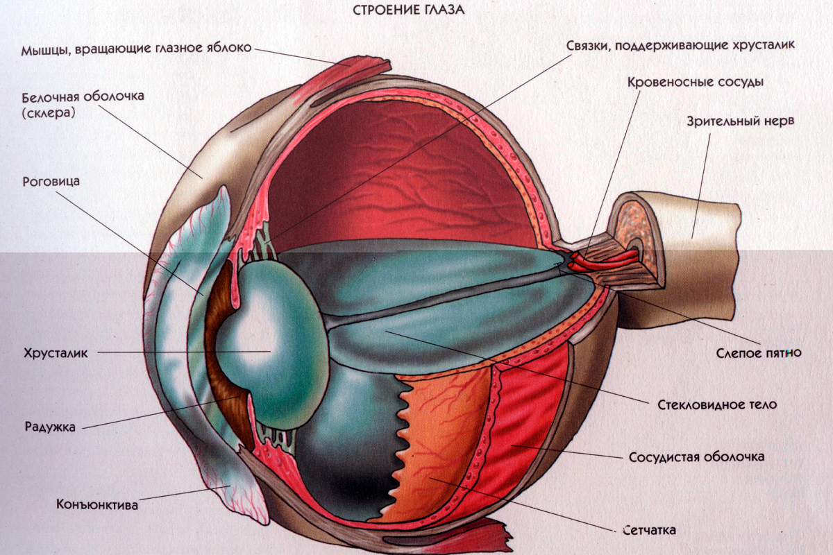 Строение глаза