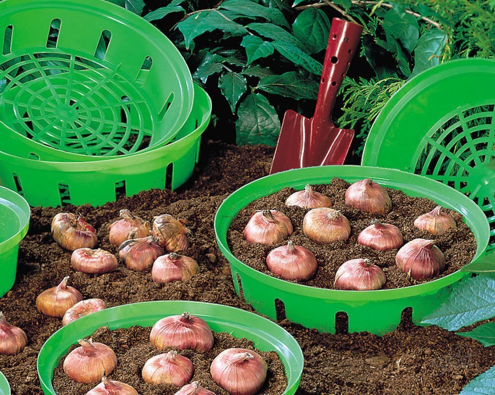 При посадке учитываем размер луковиц и подбираем оптимальную глубину. Иллюстрации взяты из открытых источников.