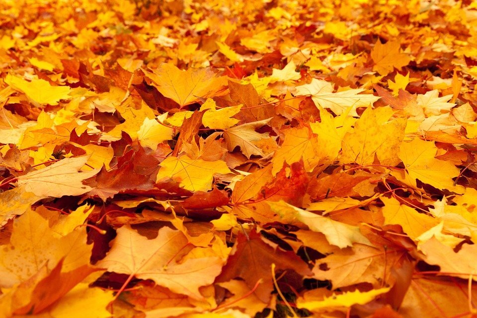 pixabay.com/