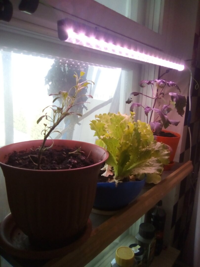 Полочка для выращивания зелени на кухне. Фото авторское