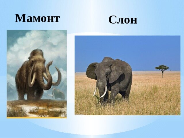 Мамонт в сравнении со слоном фото