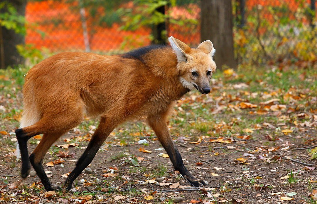 ГРИВИСТЫЙ ВОЛК. Обитает в Южной Америке. Длинные ноги волка – результат эволюции в вопросах приспособления к месту обитания, они помогают животному преодолевать препятствия в виде высокой травы, растущей на равнинах. 