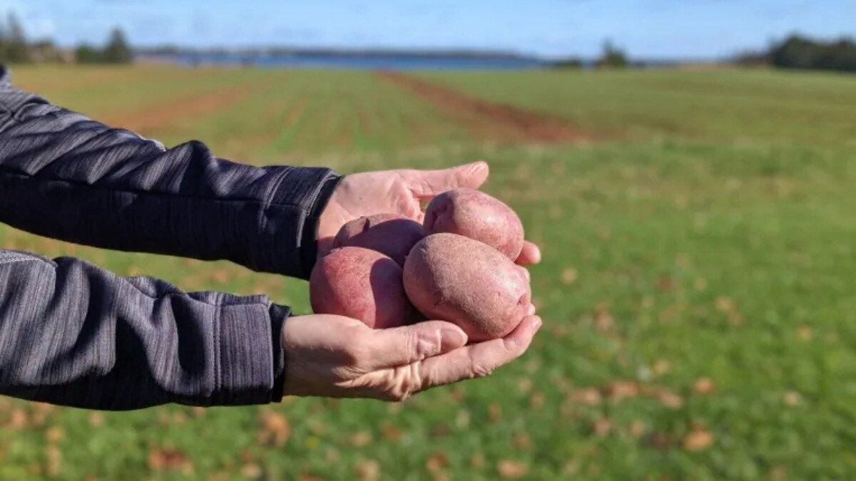 Фото:cbc.ca Сорт картофеля Red Fox