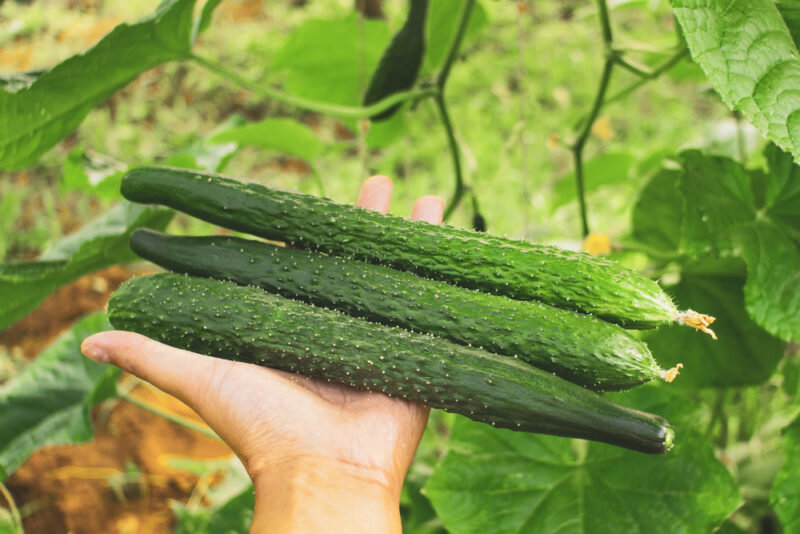 Китайские огурцы