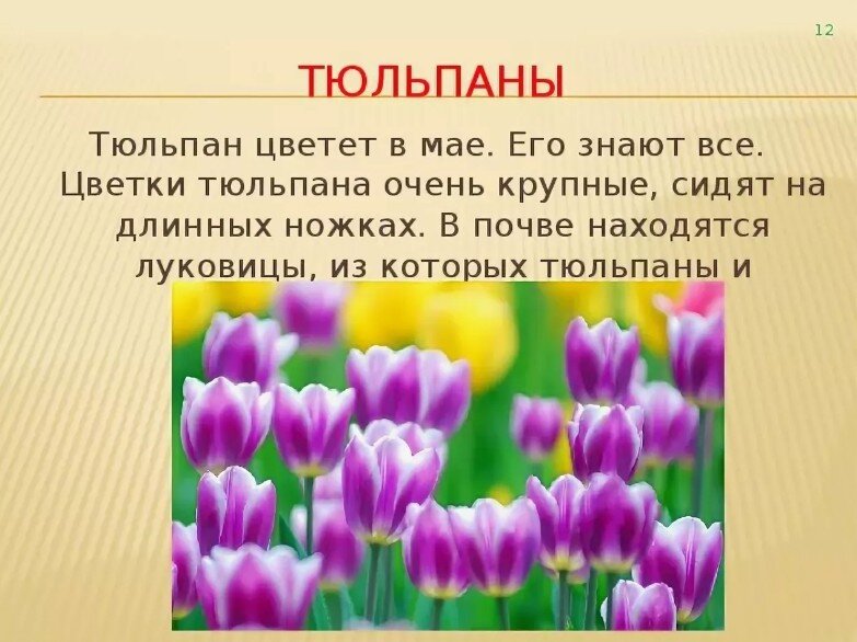 Тюльпан текс. Рассказ о тюльпане. Описание цветка тюльпана. Презентация на тему цветы. Тюльпан описание растения.