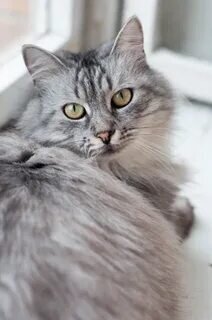 Фото из свободных источников