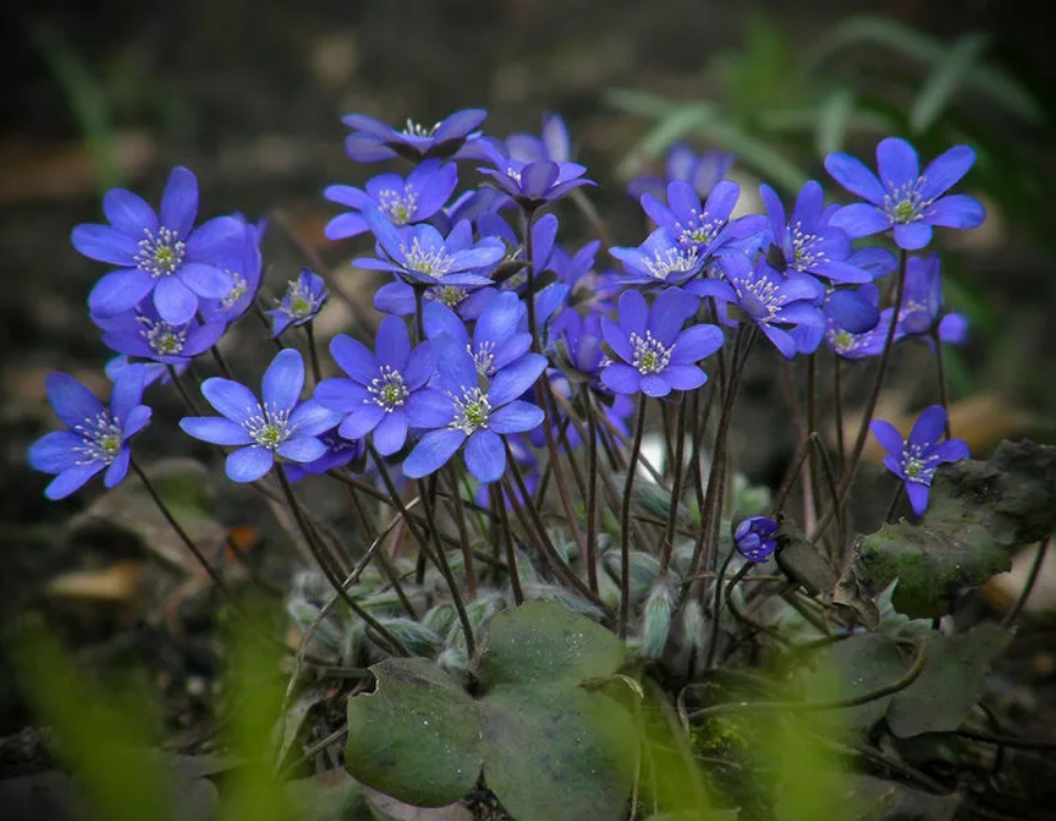 Виды лесных цветов. Печеночница благородная (hepatica Nobilis). Перелеска печеночница. Печеночница благородная (перелеска). Первоцвет печеночница.