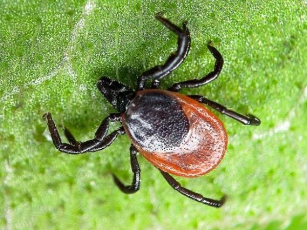 Источник фото: kupipet.ru 