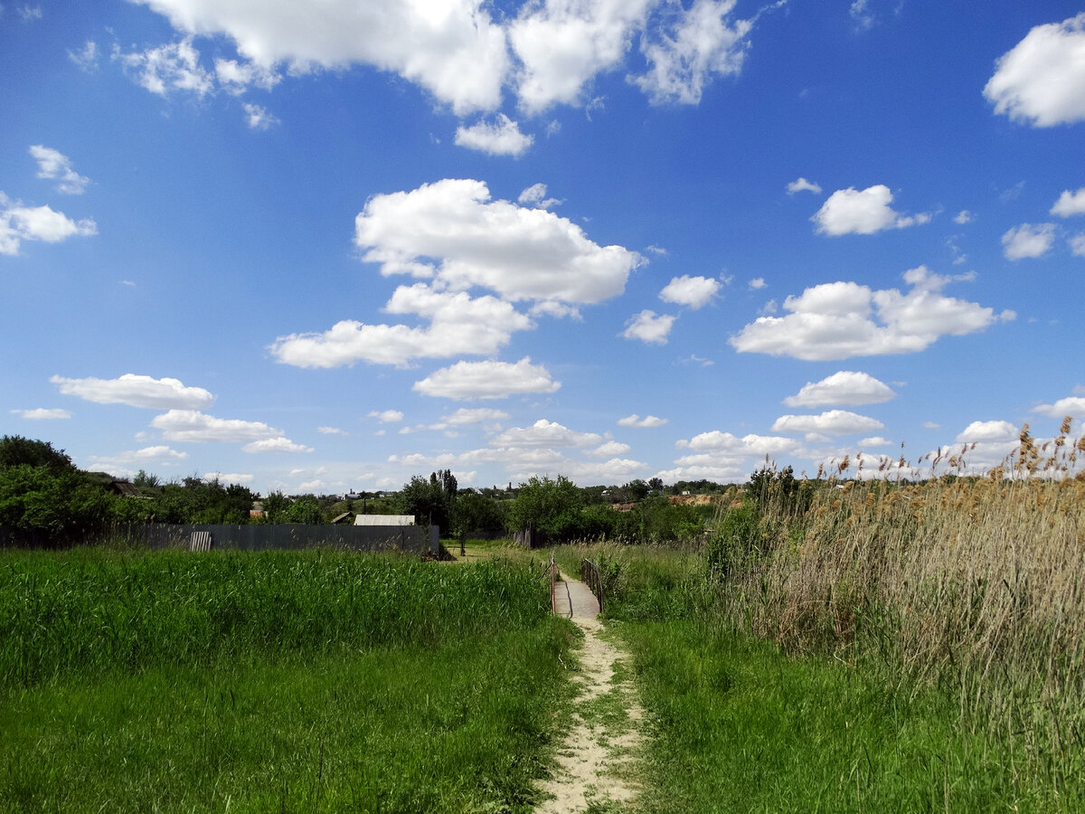 Слева зелёный молодой камыш. Старый сгорел 12 апреля. Слева - камыш, который был не затронут пожаром