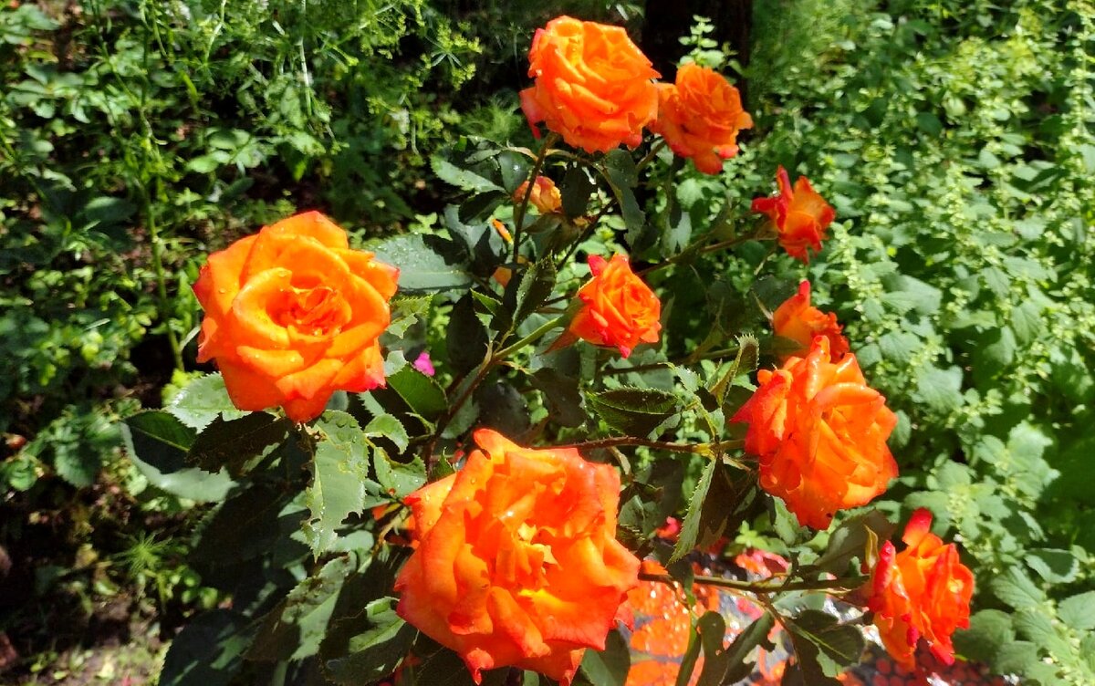 Такой был кустик в саду