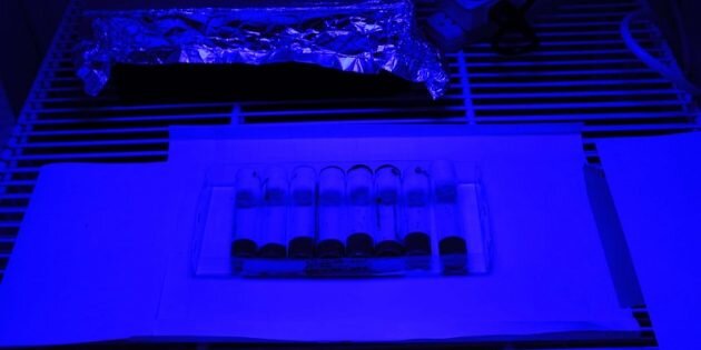 Изображение: Oregon State University📷
