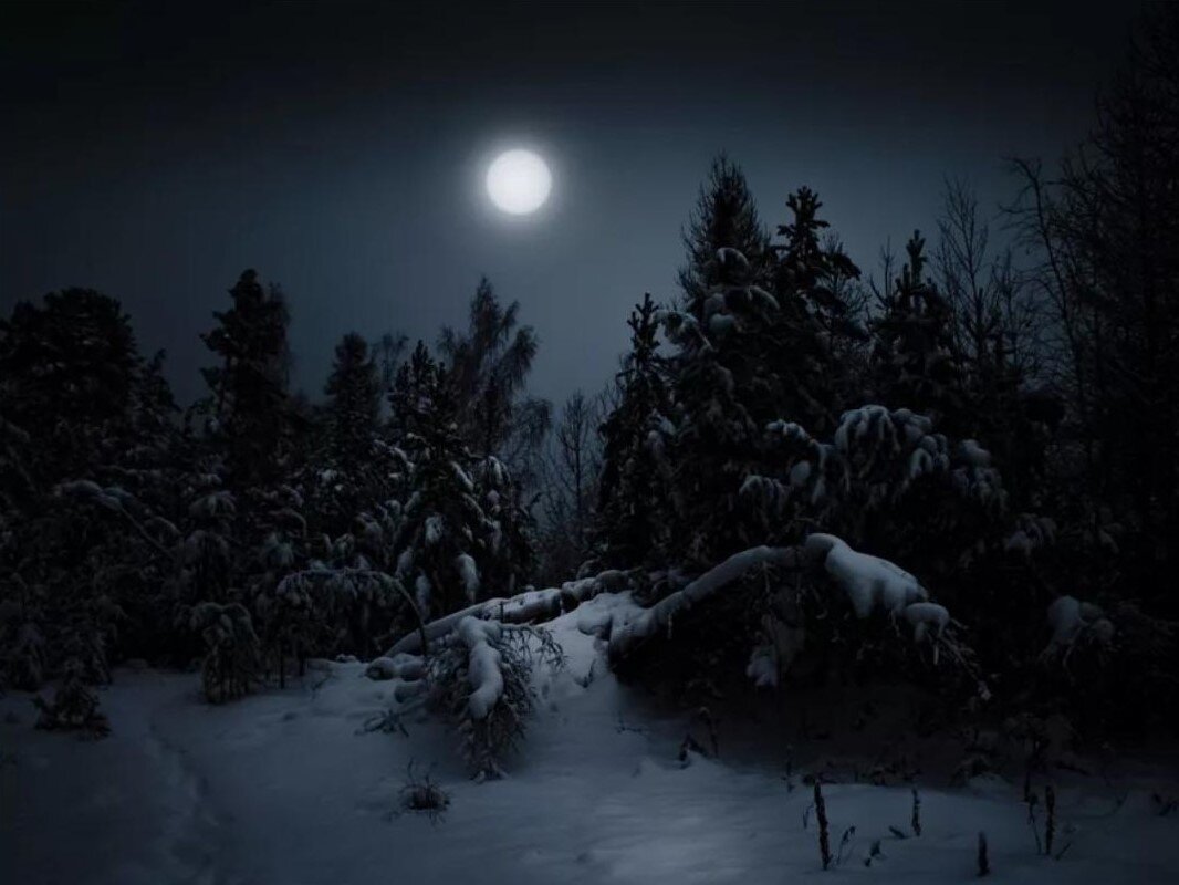 Ночь в тайге рассказ. Зима ночь. Зимний лес ночью. «Ночь в лесу». Страшный зимний лес.