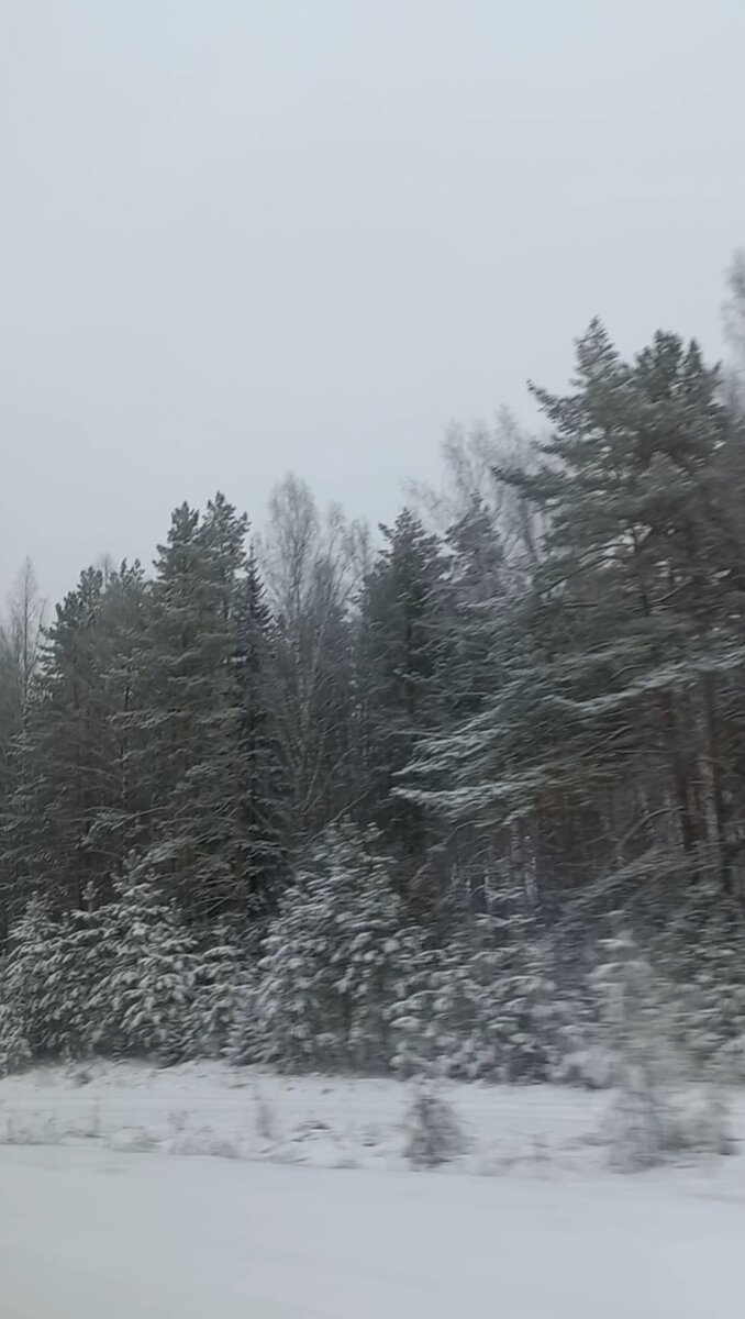 вот такой заснеженный лес видно из окна машины..красота...