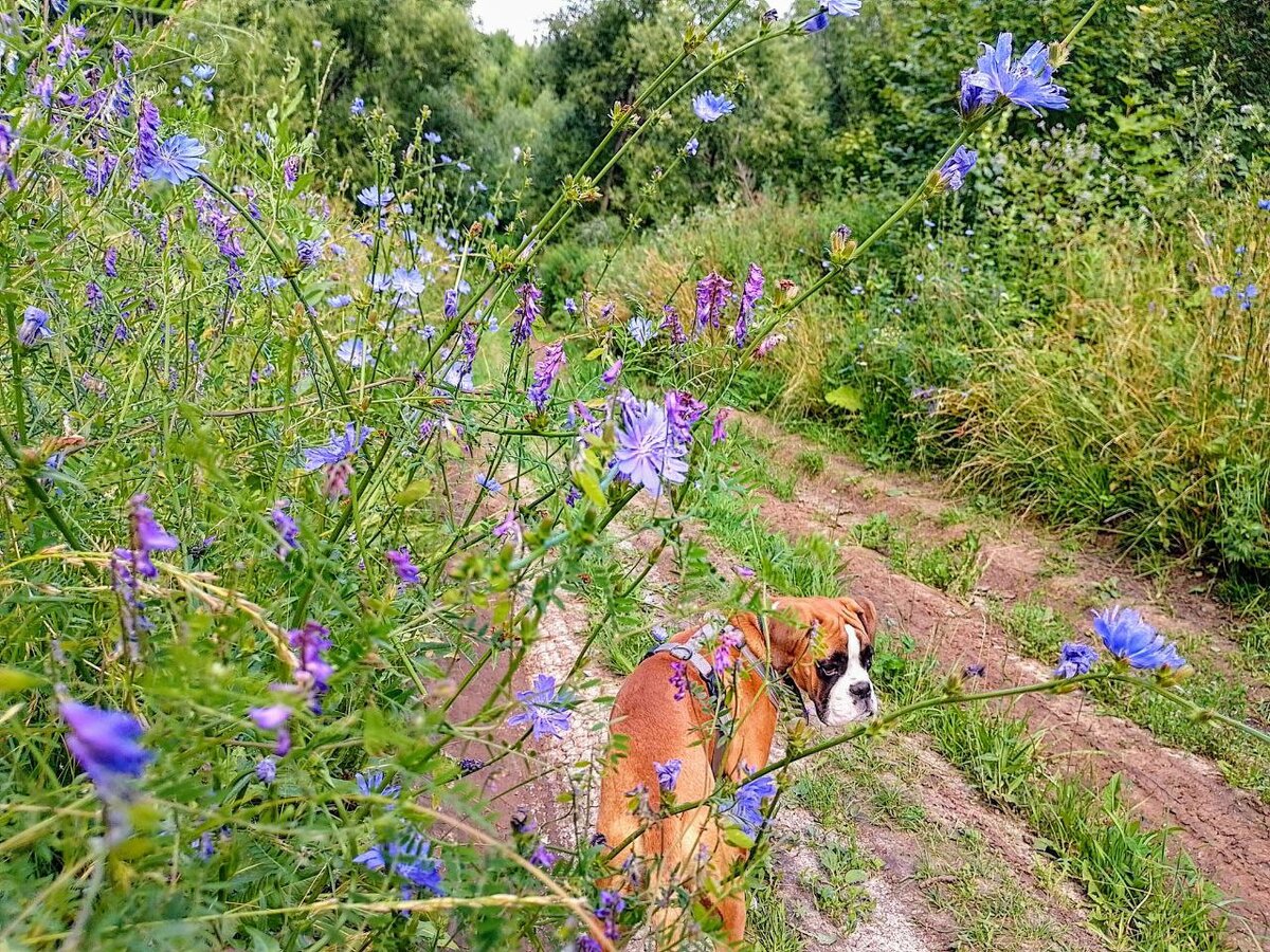 Персик всем передает привет и желает здоровья