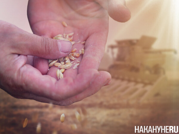    Россию толкают обратно на грабли — «партнёры» изголодались по зерновой сделке