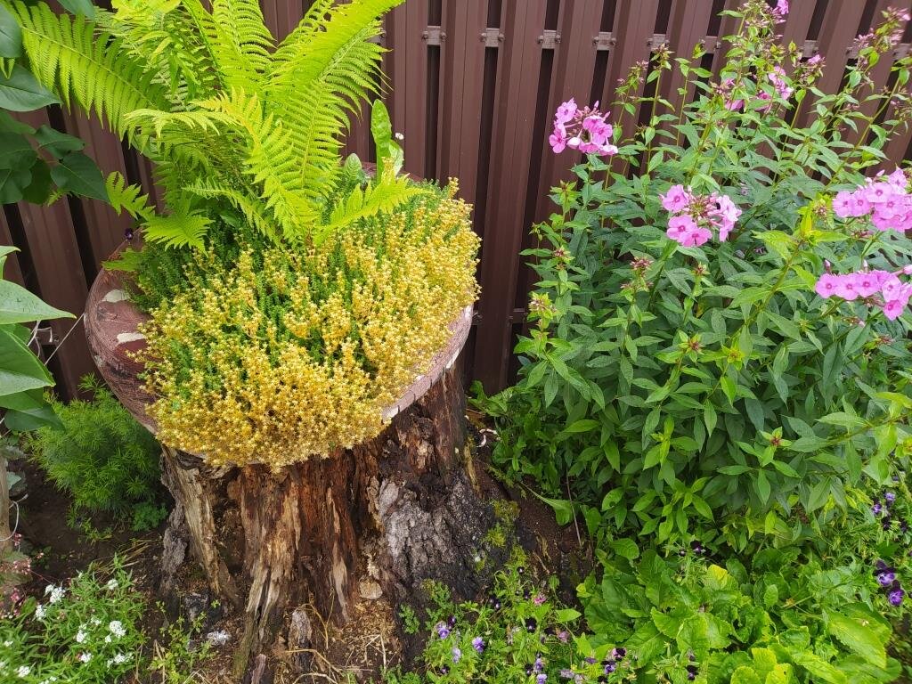 Папоротник на пеньке.