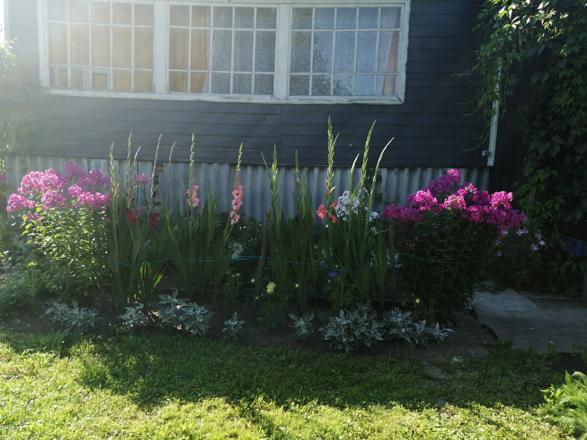 Флоксы и гладиолусы