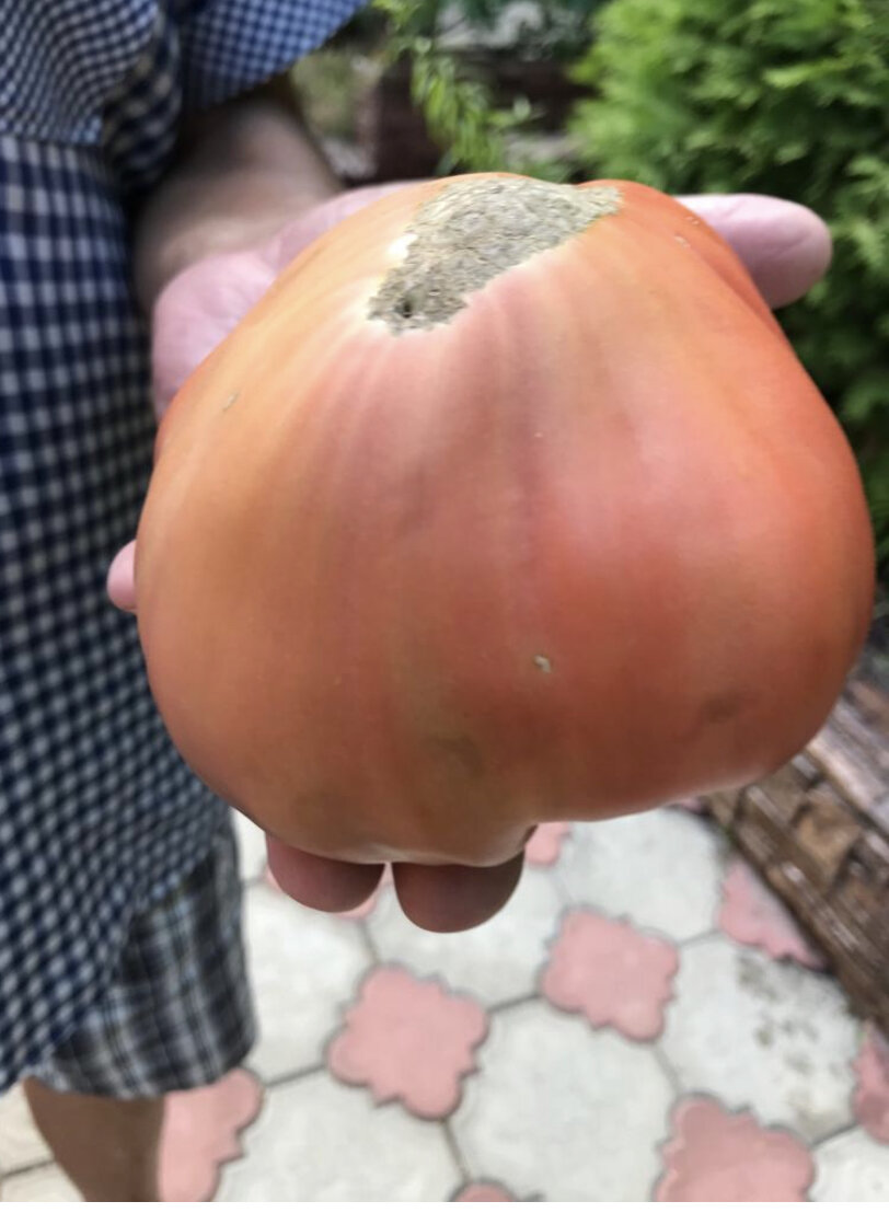 Папа выращивает