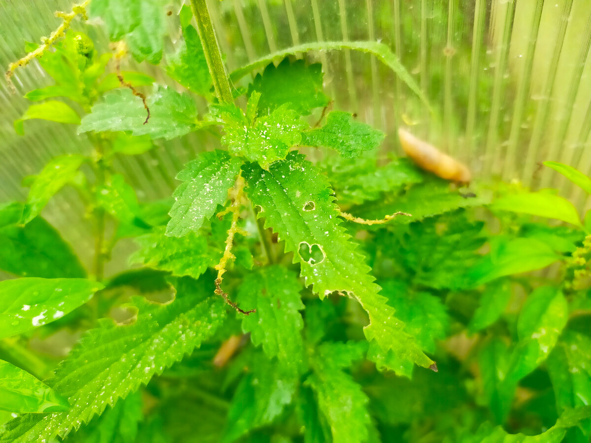 Слизень на крапиве