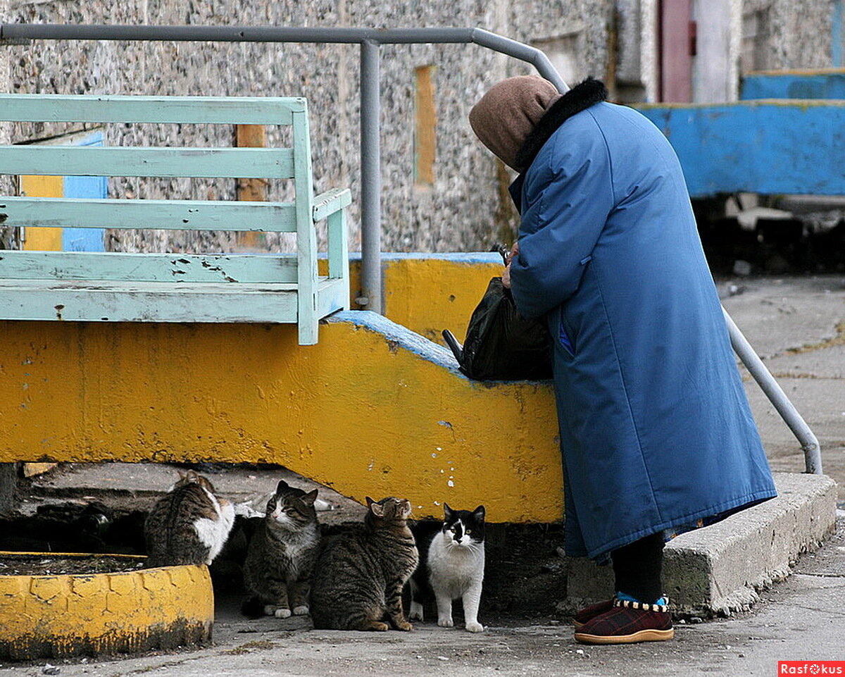 Жизнь с бездомной девочкой кошкой. Бездомные животные. Бездомные животные и человек. Кормить бездомных кошек. Бездомные кошки.