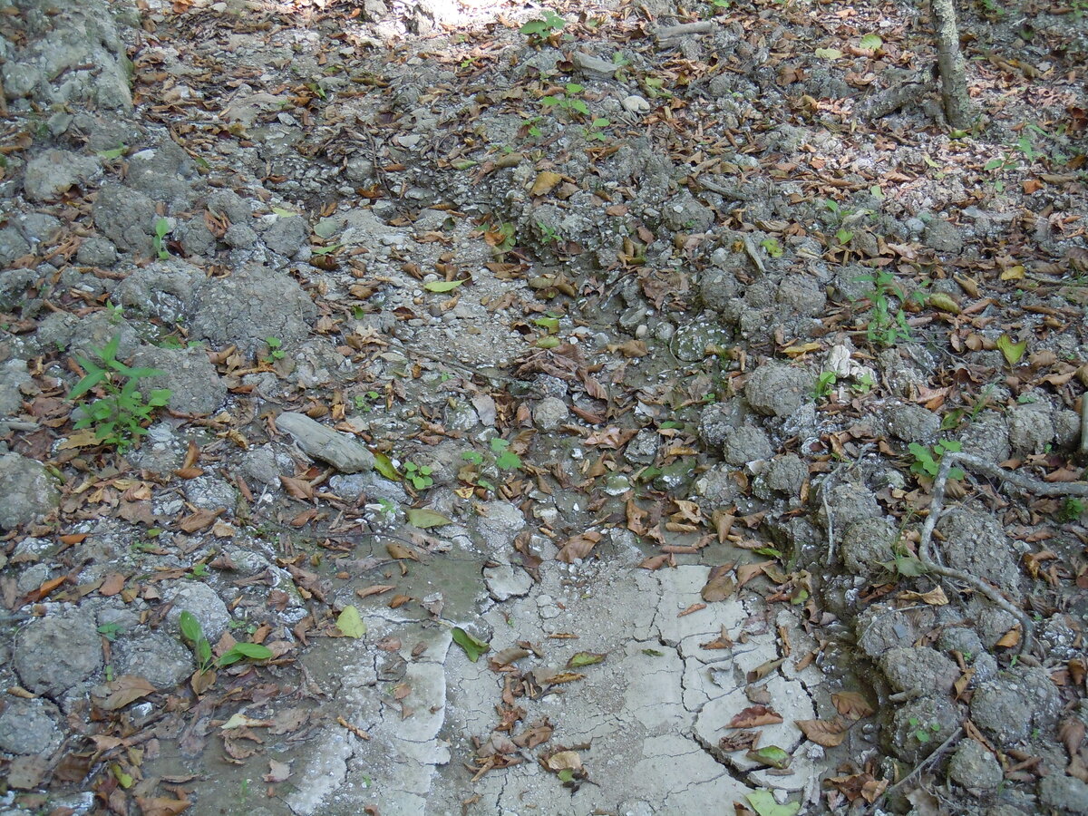 Ранее уже упоминал в другой теме об этом феномене. В 2023 году сделал несколько снимков. Вот самый красивый гладкий участок каменной дороги на пути из станицы Севастопольская к посёлку Победа.-30