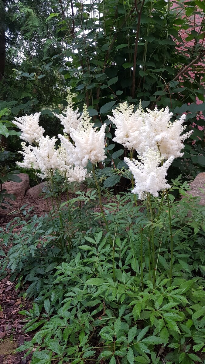 Астильба Вайс Глория (Weisse Gloria)