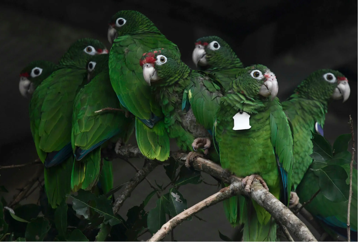 В зоопарке живут 5 видов попугаев каждому