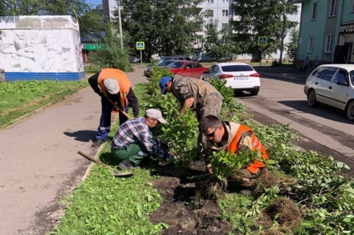    Живую изгородь высадили на улице Кишинёвской.