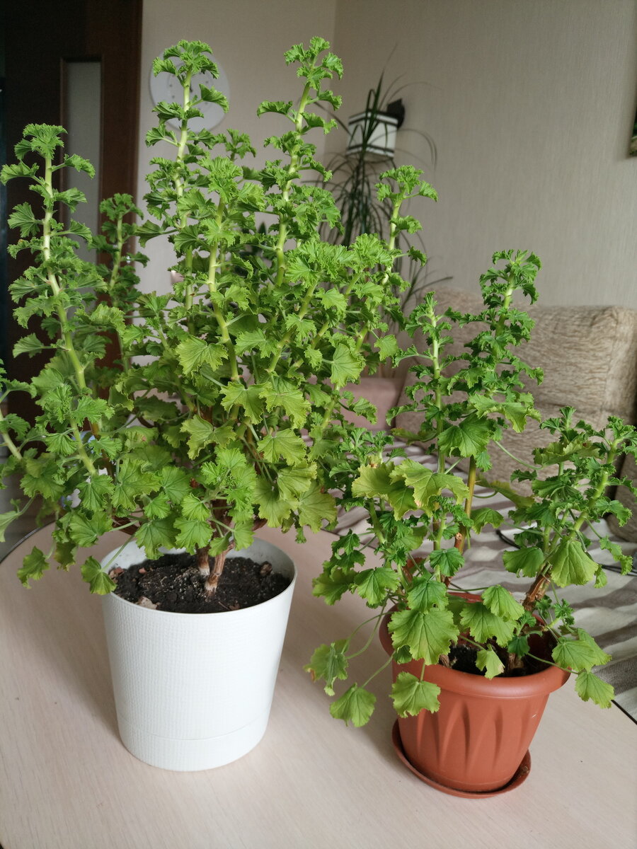 Вот она, пеларгония-загадка)