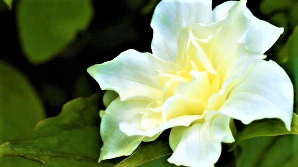 Многих садоводов интересует вопрос, какими растениями можно украсить тенистый сад. Считается, что в тени мало, что растет и тем более не может красиво цвести.-4-2