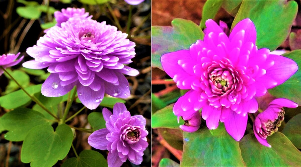 Листайте галерею для просмотра. Анемонелла.