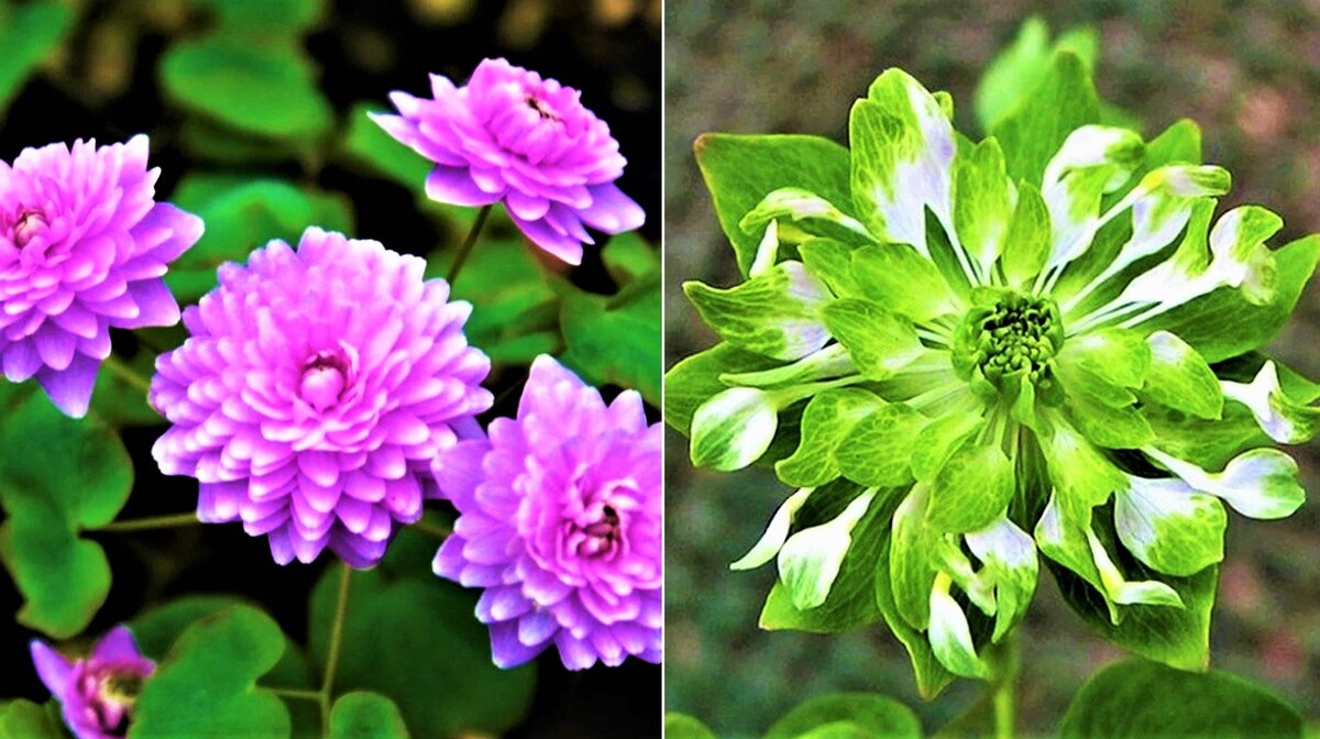 Многих садоводов интересует вопрос, какими растениями можно украсить тенистый сад. Считается, что в тени мало, что растет и тем более не может красиво цвести.-8-2