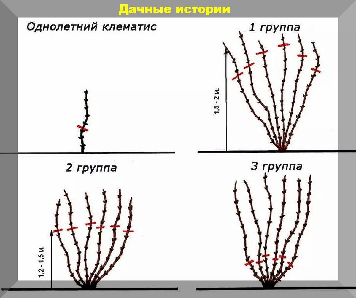 Когда и как сажать абрикос - Лайфхакер