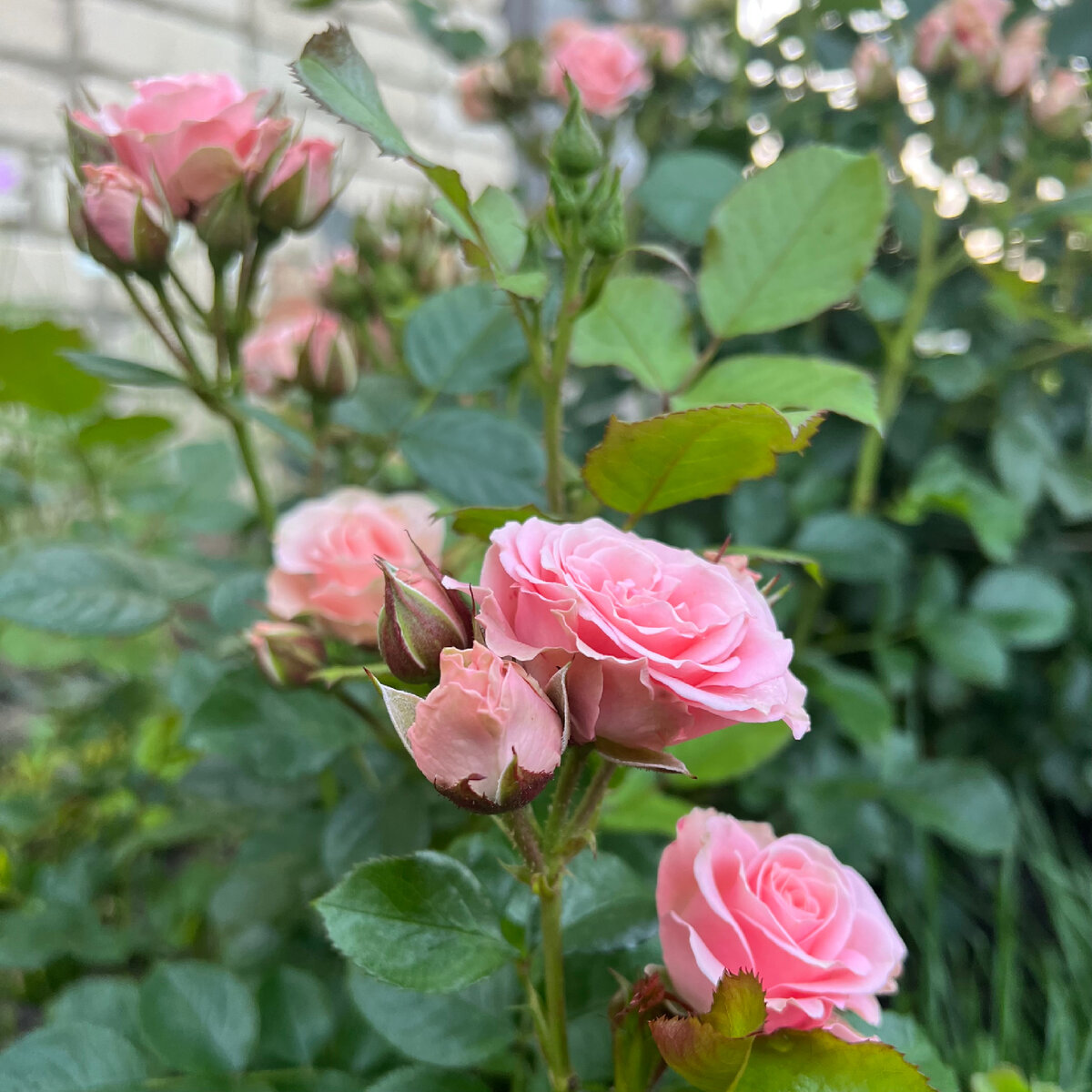 Приветствую, друзья!🌹 Сегодня я посвящаю свой пост новичкам в розоводстве....