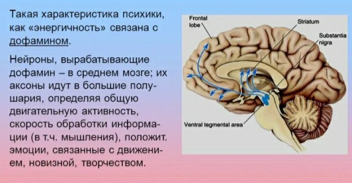 Нехватка дофамина вызывает деградацию мозга, провоцирует депрессию. Как  укрепить нейроны, создающие дофамин? | Причины Здоровья | Дзен