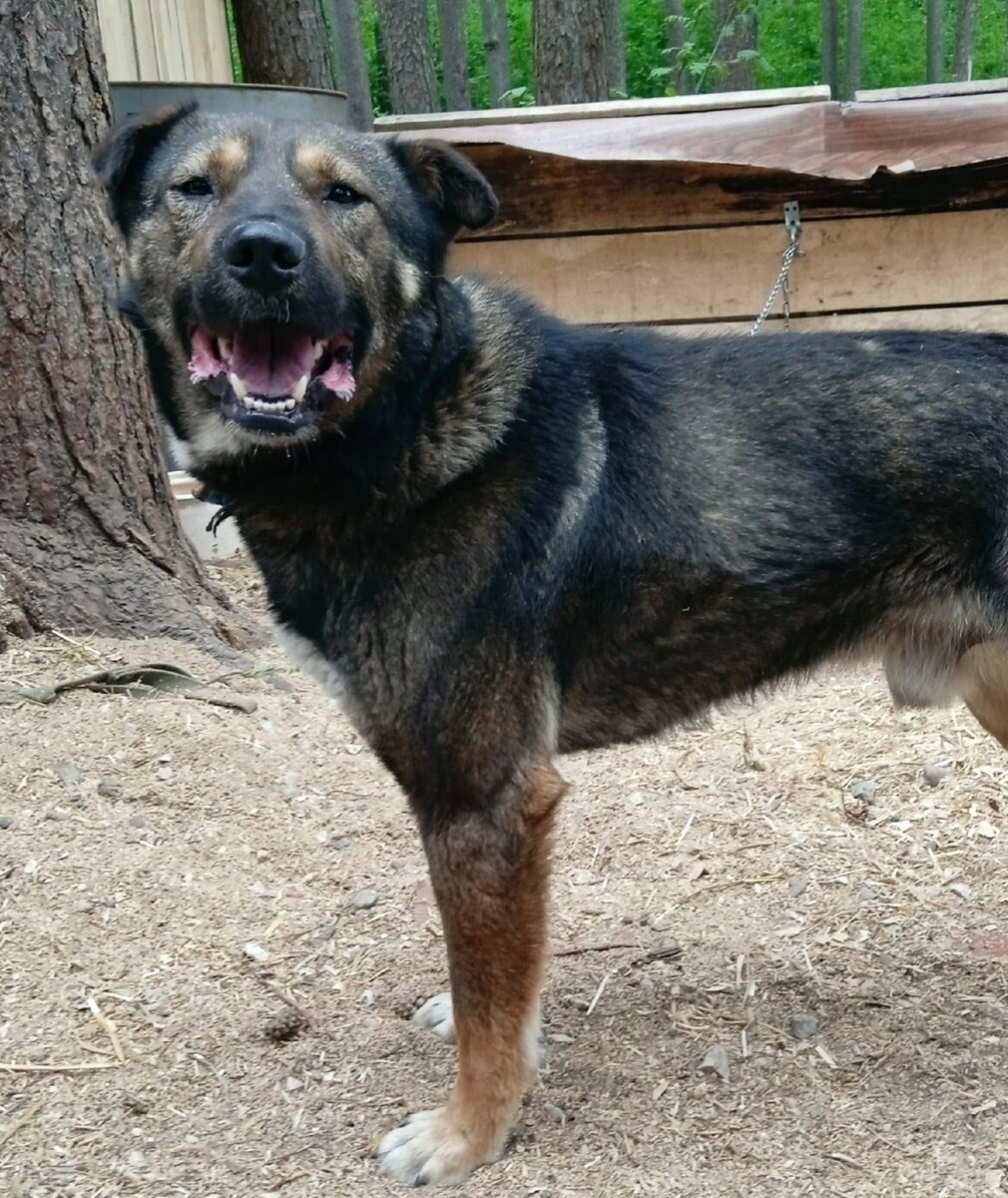 Молодой  пёс