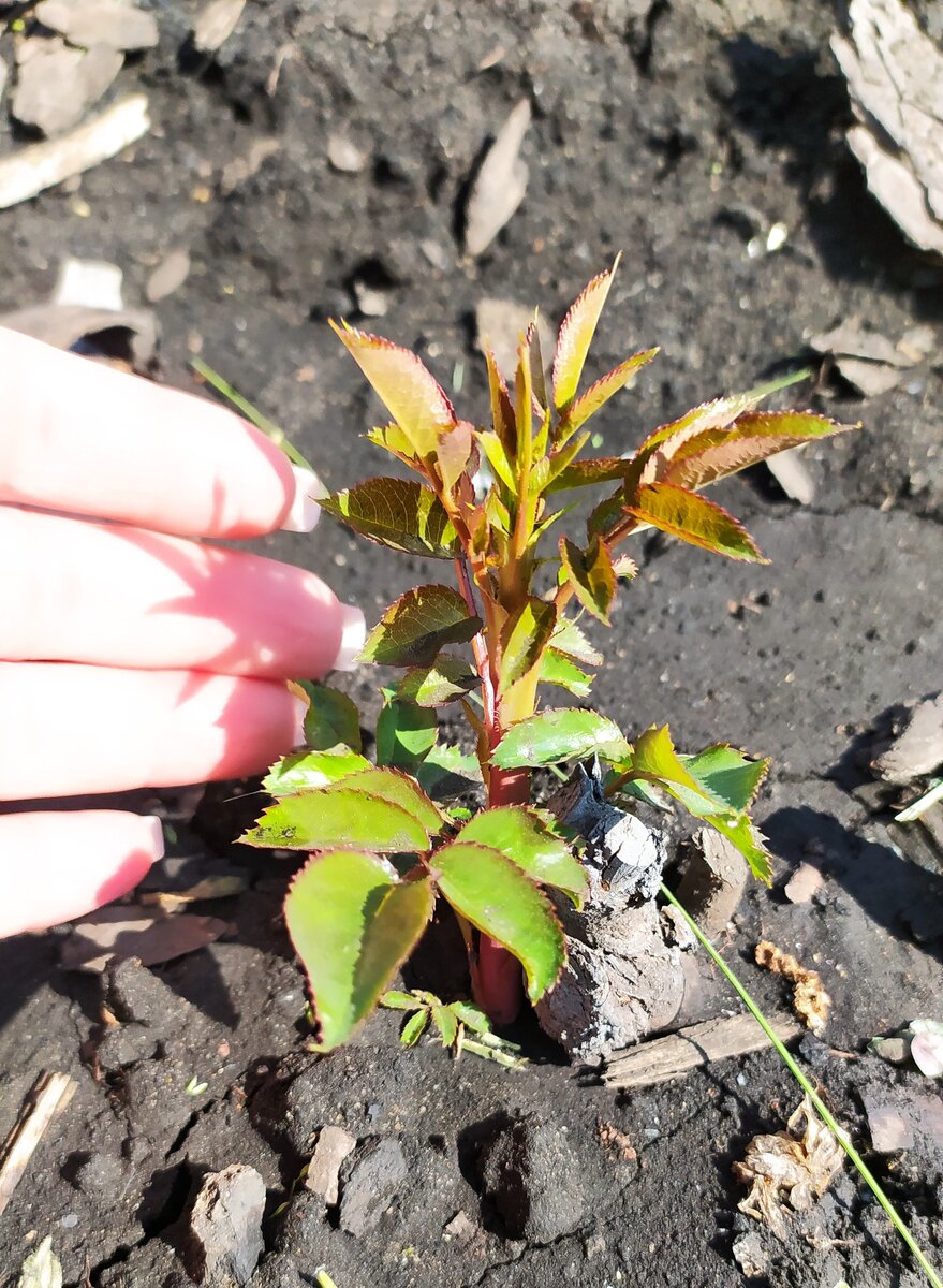 Моя роза Chippendale ожила после реанимации 😍