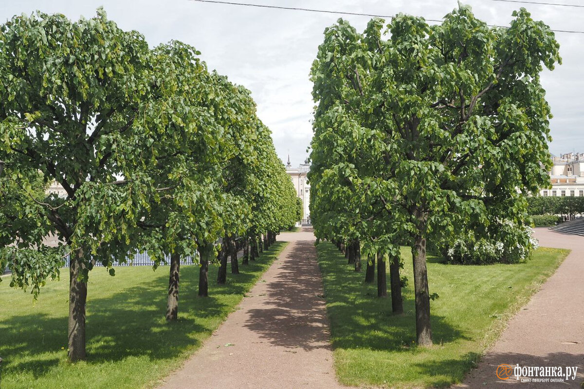 Вековые дубы - Фото Дом Солнца
