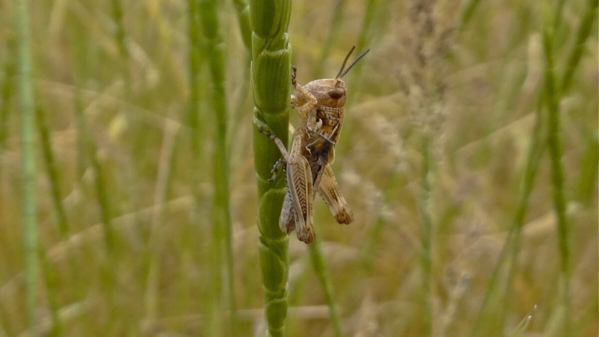     Стая марокканской саранчи, личинки которой выявили в Ростовской области, опасное для сельского хозяйства явление, поскольку стая выедает поля под ноль, сообщил RostovGazeta зоолог ЮФУ Алексей Тихонов.