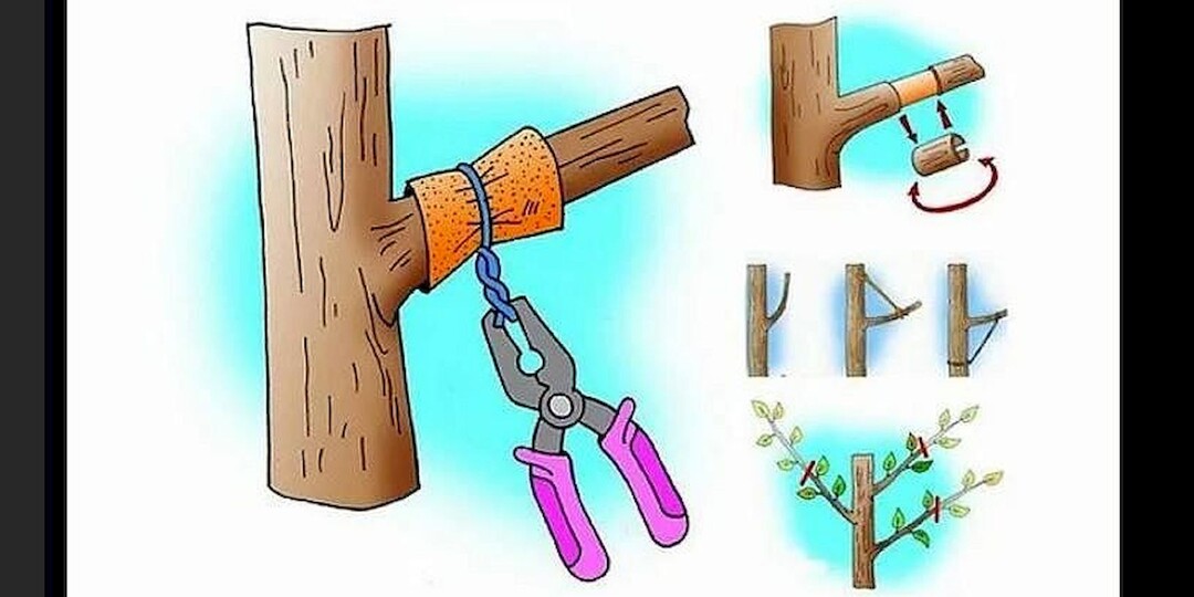 Простые способы заставить деревья плодоносить и избежать периодичности плодоношения