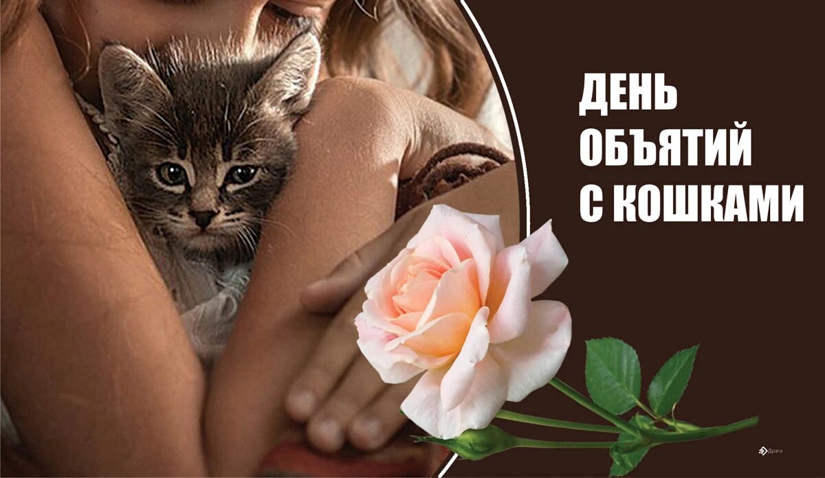 День объятий с кошками. Иллюстрация: «Курьер.Среда»