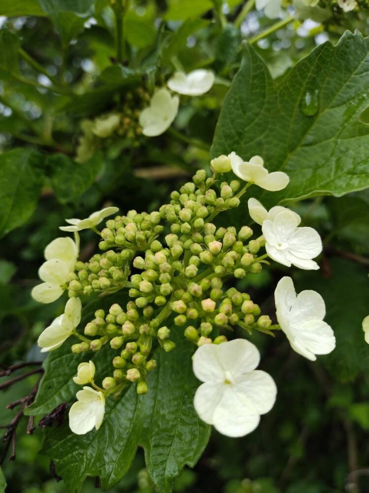 Калина цветет