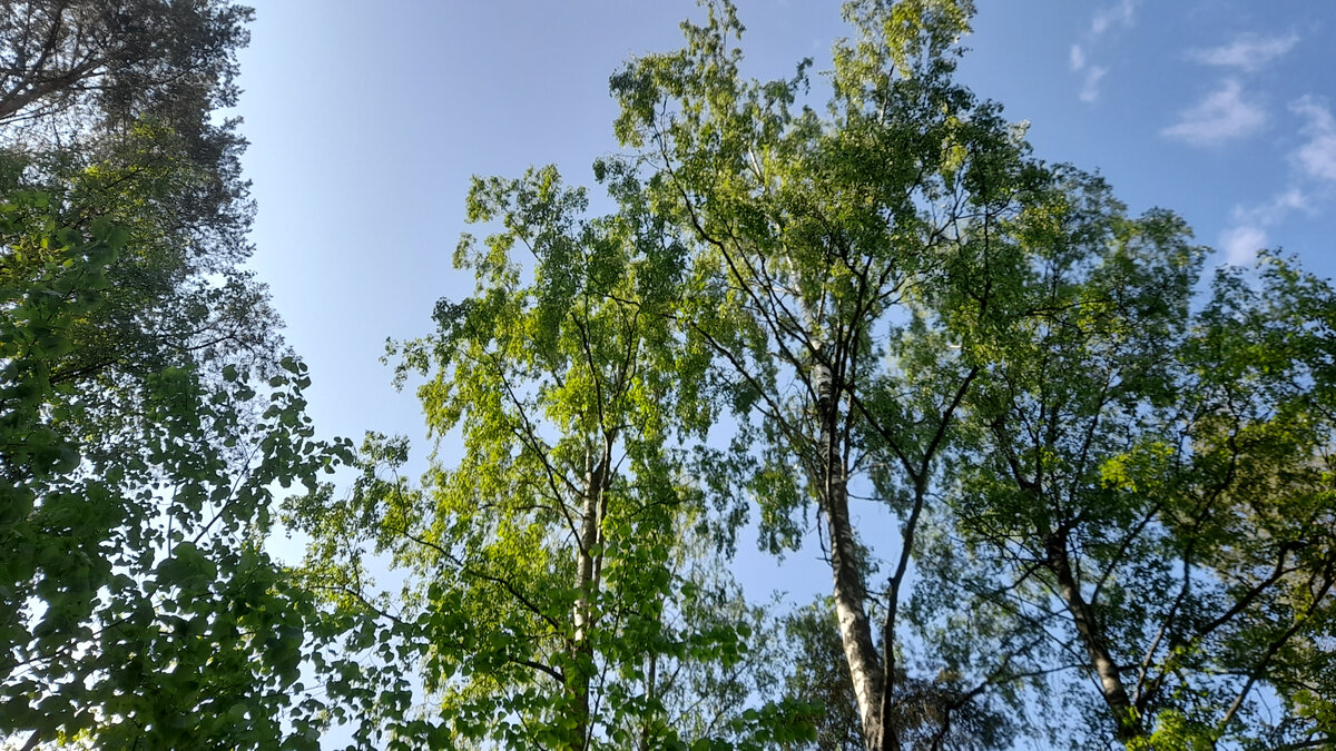 Каждому новому дню нужно радоваться! И я радуюсь! Но и раздражаюсь, и злюсь иногда...Фото сделано мной в Санкт-Петербурге в мае 2023 г. 