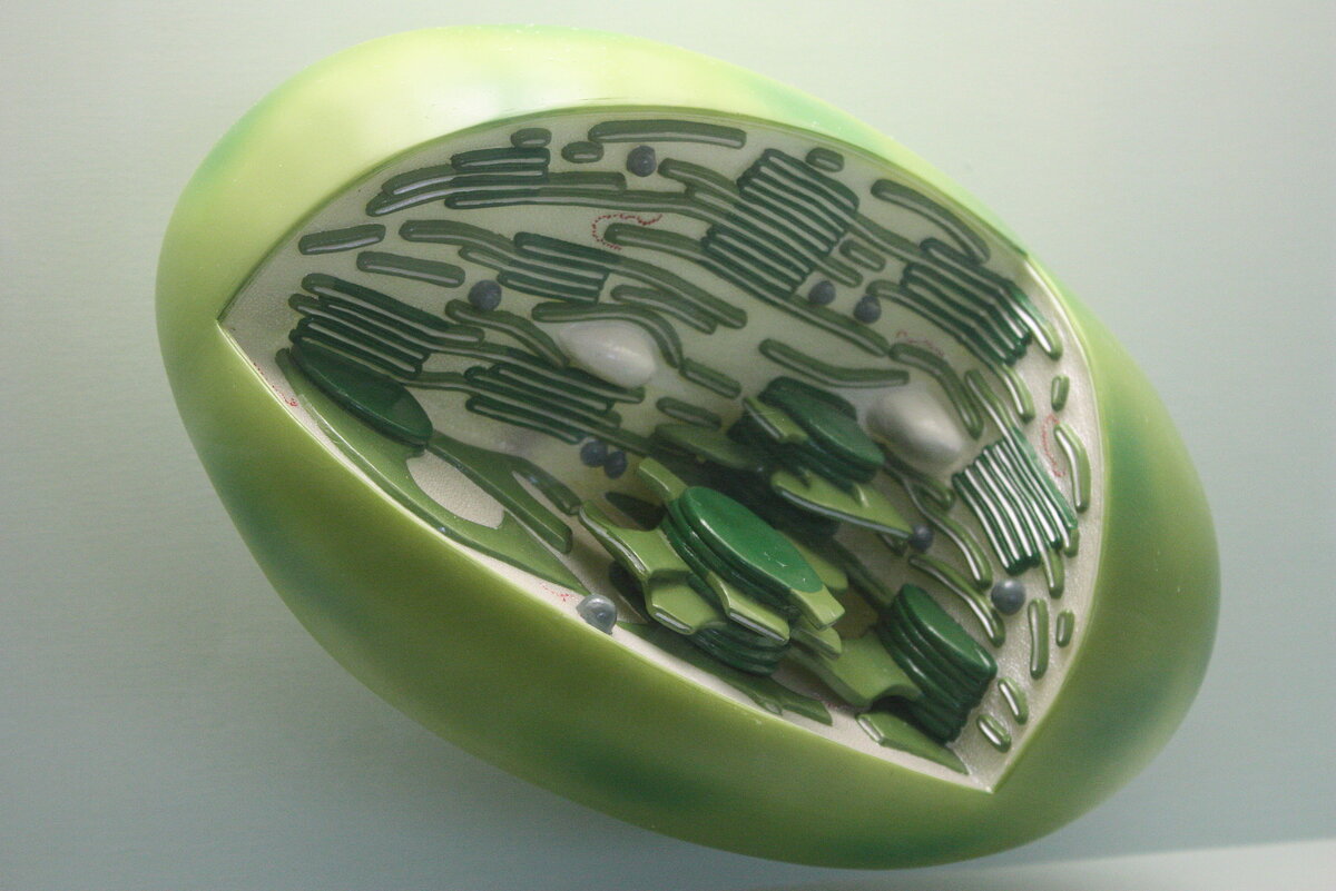 Так выглядят хлоропласты. Фото с znanija.com